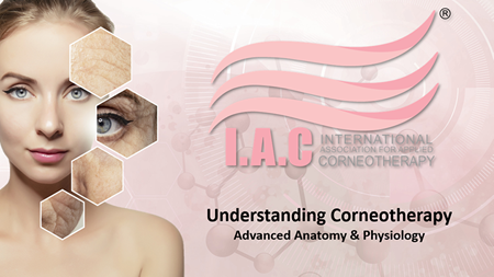 I.A.C logo